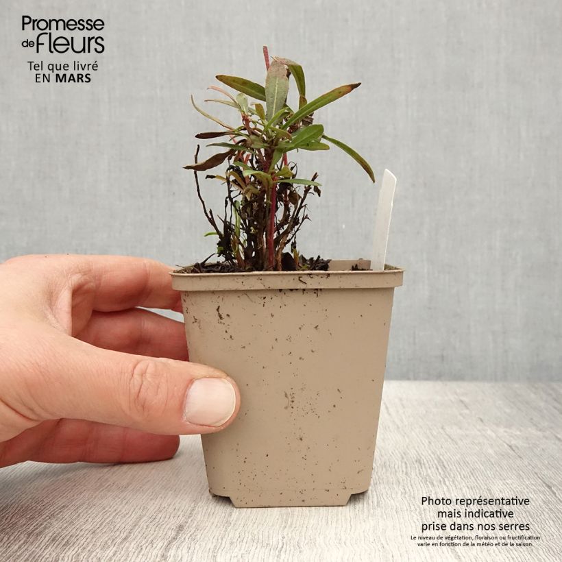 Example of Gaura Crimson Butterfly Godet de 8/9 cm as you get in printemps