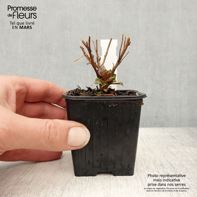 Spécimen de Gaura lindheimeri Baby Butterfly Dark Pink - Gaura de Lindheimer nain Godet de 8/9 cm tel que livré au printemps