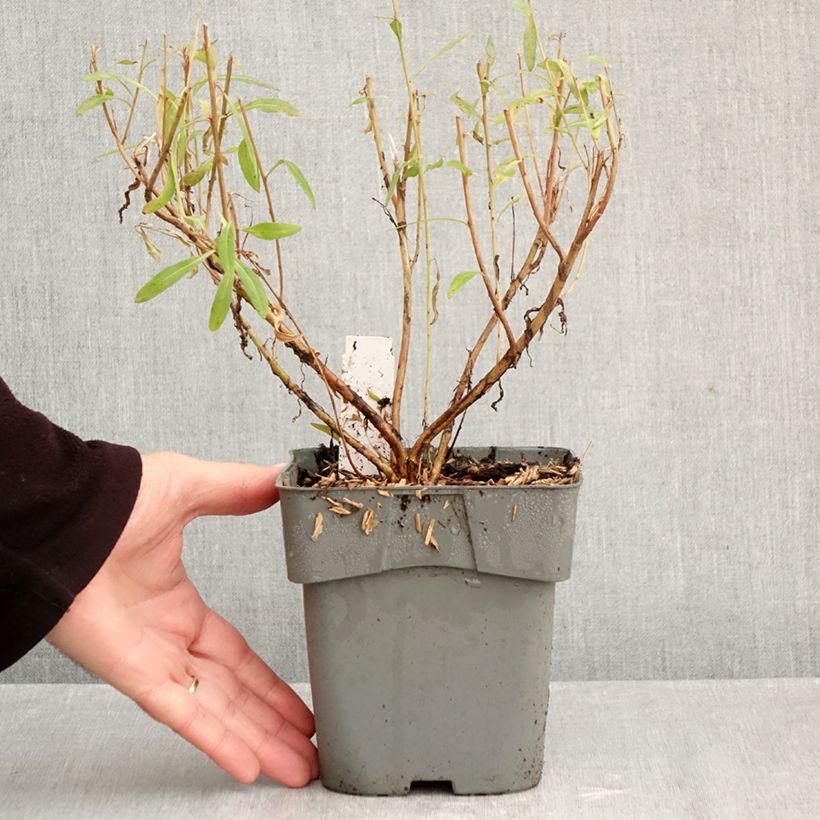 Spécimen de Gaura lindheimeri Baby Butterfly Dark Pink - Gaura de Lindheimer nain Pot de 2L/3L tel que livré en automne