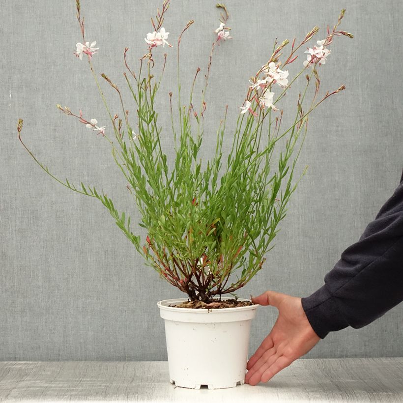 Spécimen de Gaura lindheimeri Blanche - Gaura de Lindheimer  Pot de 2L/3L tel que livré en été