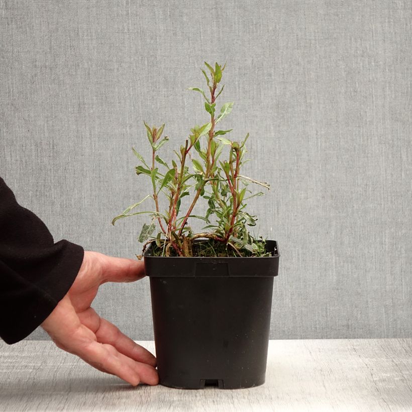 Example of Gaura lindheimeri blanche Snowstorm Pot de 2L/3L as you get in printemps