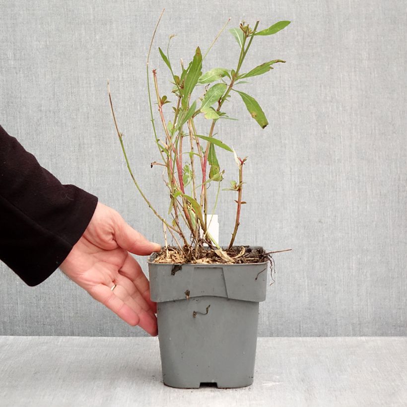 Spécimen de Gaura lindheimeri blanche Snowstorm Pot de 2L/3L tel que livré en automne