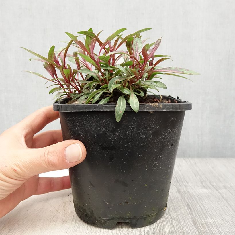 Example of Gaura lindheimeri Blaze - Gaura de Lindheimer Pot de 2L/3L as you get in printemps