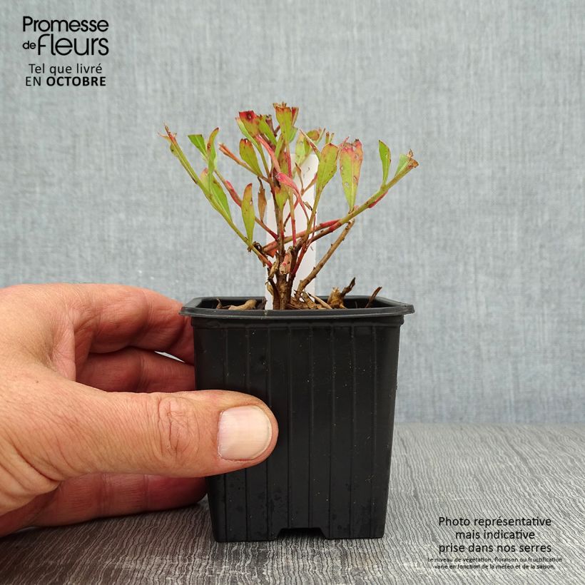 Spécimen de Gaura lindheimeri Freefolk Rosy Godet de 8/9 cm tel que livré en automne