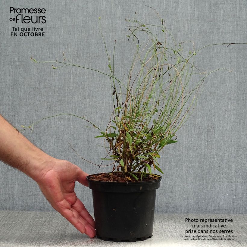 Spécimen de Gaura lindheimeri rose Siskiyou pink Pot de 2L/3L tel que livré en automne