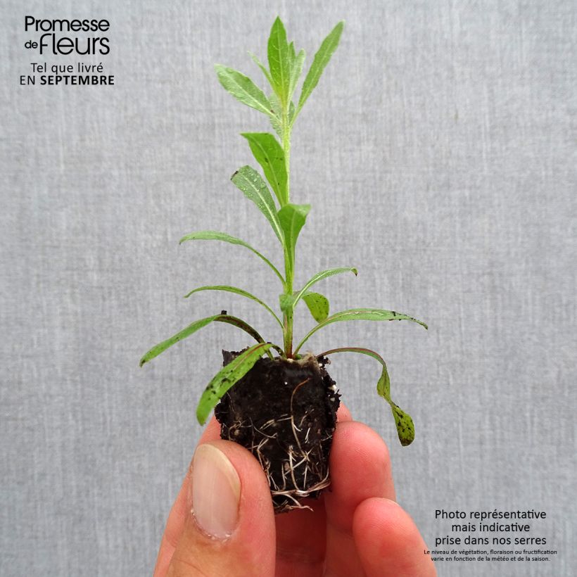 Example of Gaura lindheimeri Rosy Jane Mini-motte Ø 3/4 cm as you get in automne