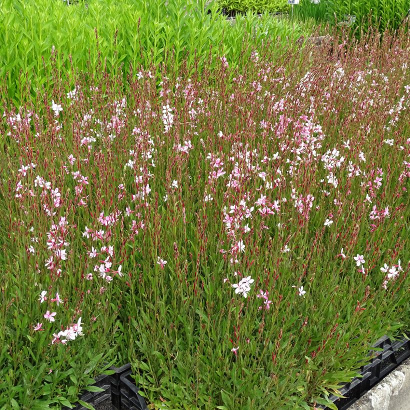 Gaura lindheimeri rose Siskiyou pink (Plant habit)