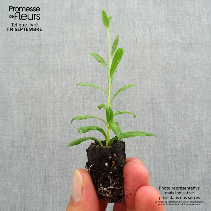 Example of Gaura lindheimeri Snowbird Mini-motte Ø 3/4 cm as you get in automne