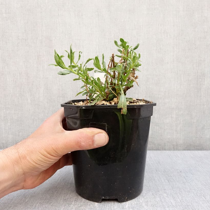 Example of Gaura lindheimeri Snowbird Pot de 2L/3L as you get in printemps