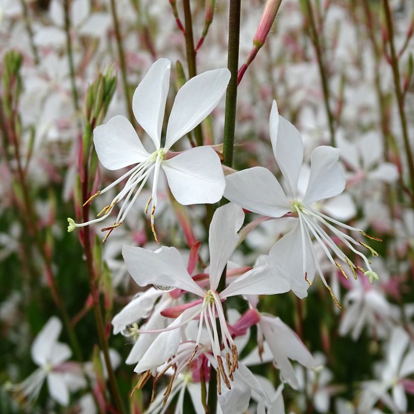 Gaura lindheimeri blanche Snowstorm (Flowering)