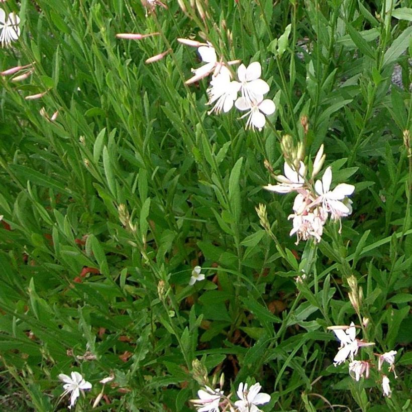 Gaura lindheimeri Summer Breeze - Gaura de Lindheimer (Foliage)
