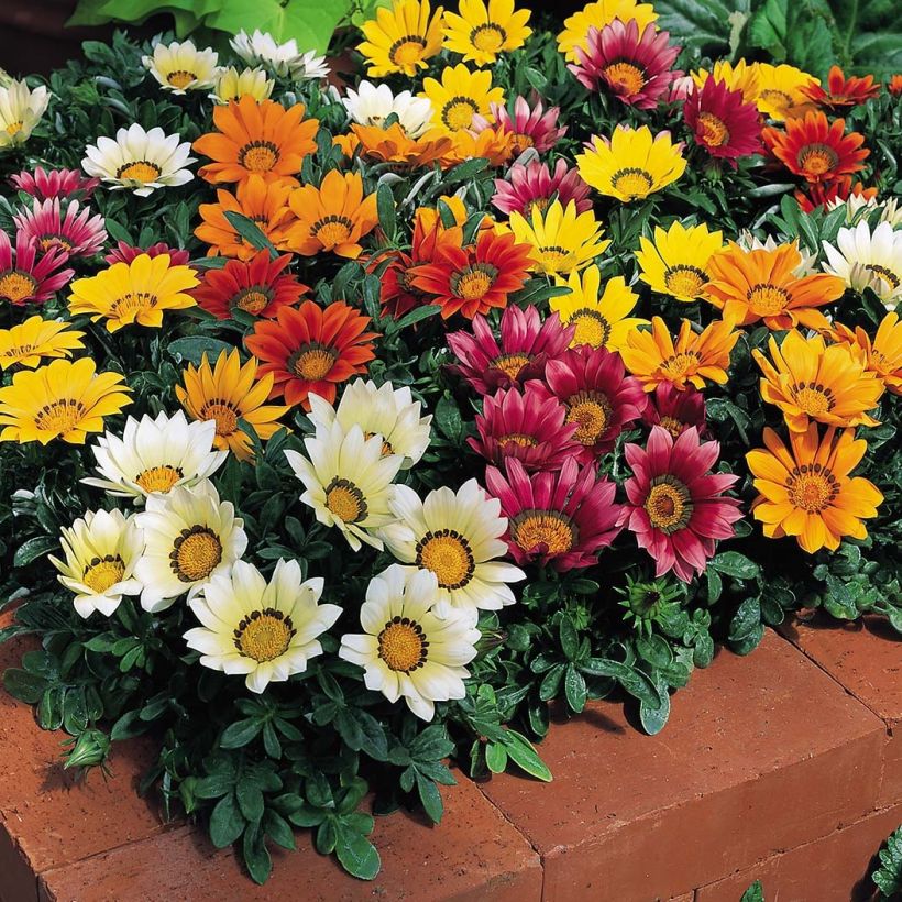Gazania Wonderwall mix  (Flowering)