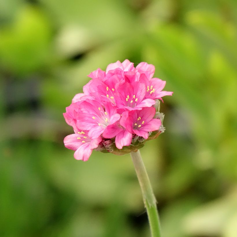 Gazon d'Espagne, Armeria hybrida Ornament (Flowering)