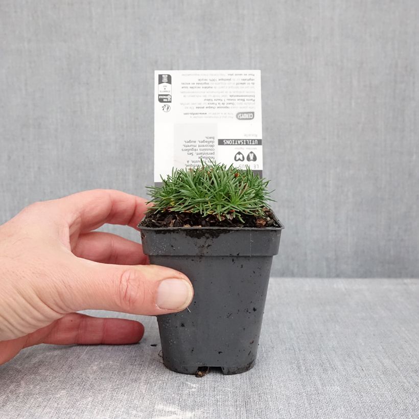 Spécimen de Gazon d'Espagne, Armeria juniperifolia, Armérie à feuilles de genévrier Godet de 8/9 cm tel que livré en automne