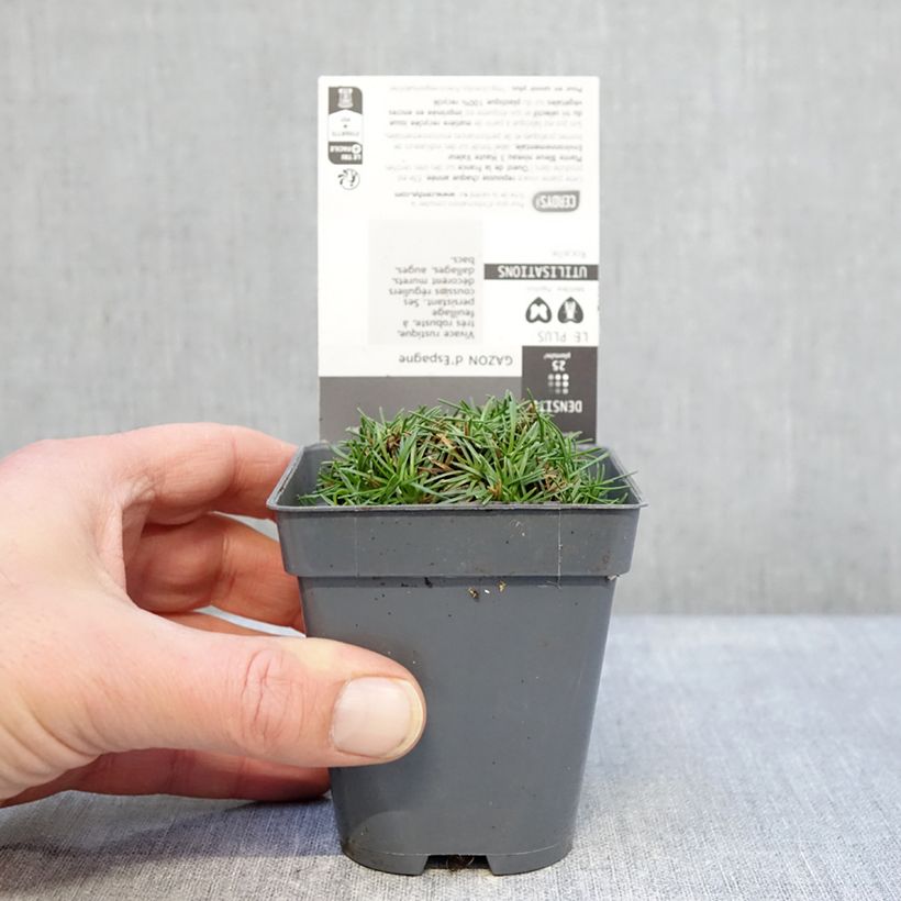 Example of Gazon d'Espagne, Armeria juniperifolia, Armérie à feuilles de genévrier Godet de 8/9 cm as you get in hiver