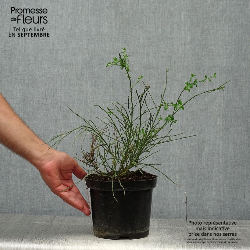 Spécimen de Genêt à balais - Cytisus scoparius Burkwoodii Pot de 2L/3L tel que livré en automne