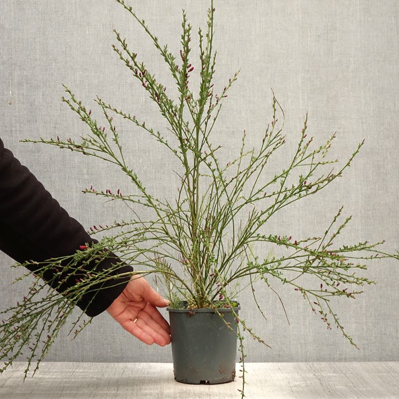 Example of Genêt à balais - Cytisus scoparius Burkwoodii Pot de 2L/3L as you get in printemps