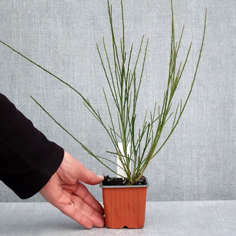 Example of Genêt à balais - Cytisus scoparius Goldfinch Godet de 8/9 cm as you get in printemps