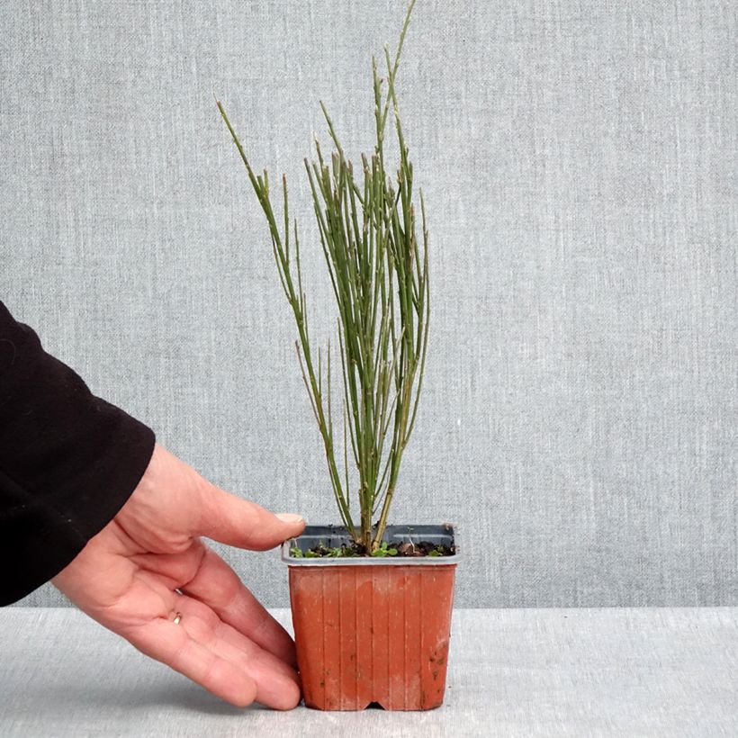 Example of Genêt à balais - Cytisus scoparius Luna Godet de 8/9 cm as you get in printemps