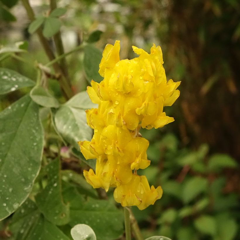 Genêt ananas - Cytisus battandieri (Flowering)