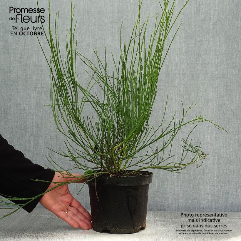 Spécimen de Genêt - Cytisus Golden Sunlight Pot de 2L/3L tel que livré en automne