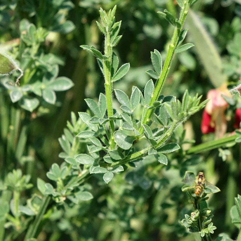Genêt - Cytisus scoparius Palette (Feuillage)