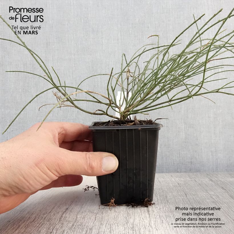 Spécimen de Genêt de Lydie - Genista lydia Godet de 8/9 cm tel que livré au printemps