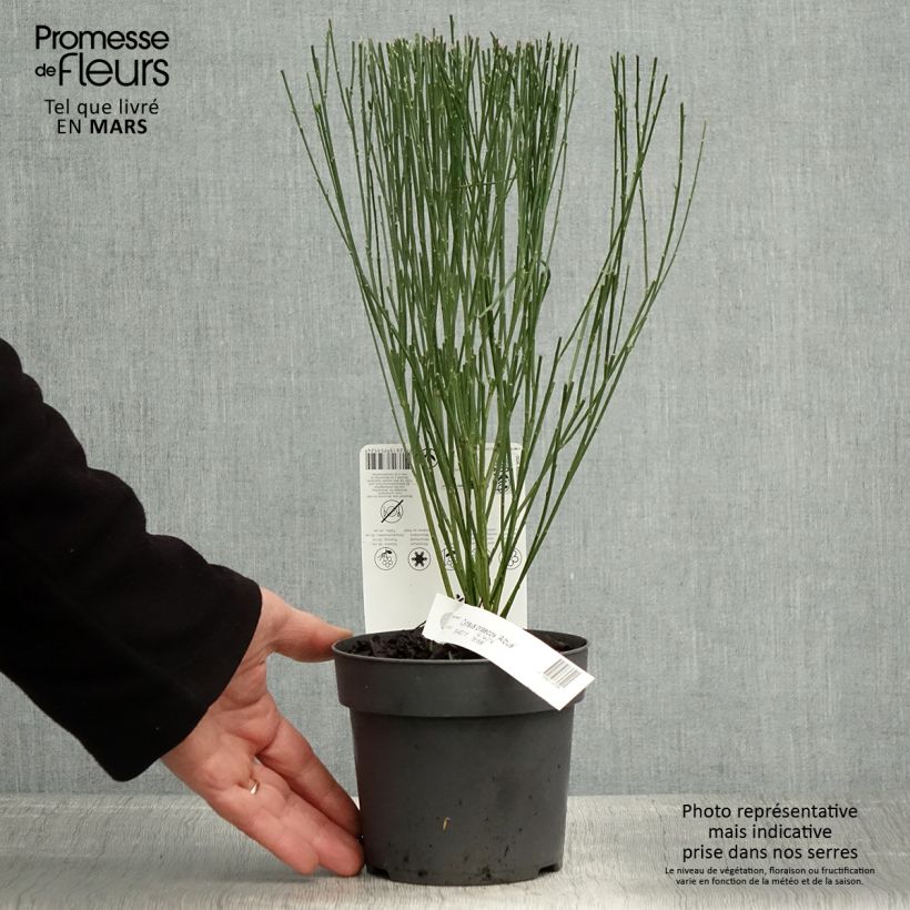 Example of Genêt précoce - Cytisus praecox Albus Pot de 2L/3L as you get in printemps