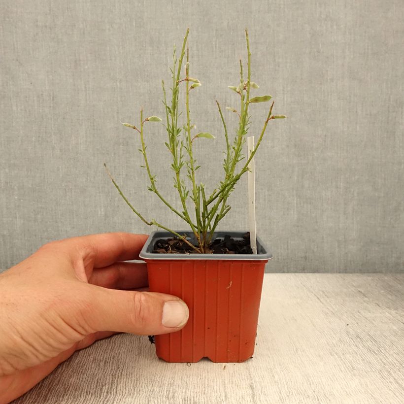 Example of Genêt précoce - Cytisus praecox Allgold Godet de 8/9 cm as you get in printemps
