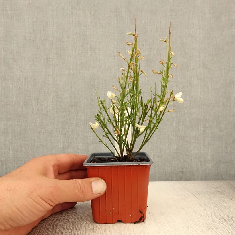 Spécimen de Genêt précoce - Cytisus x praecox Godet de 8/9 cm tel que livré au printemps