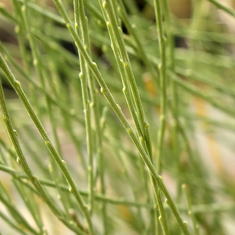 Genêt précoce - Cytisus x praecox (Feuillage)