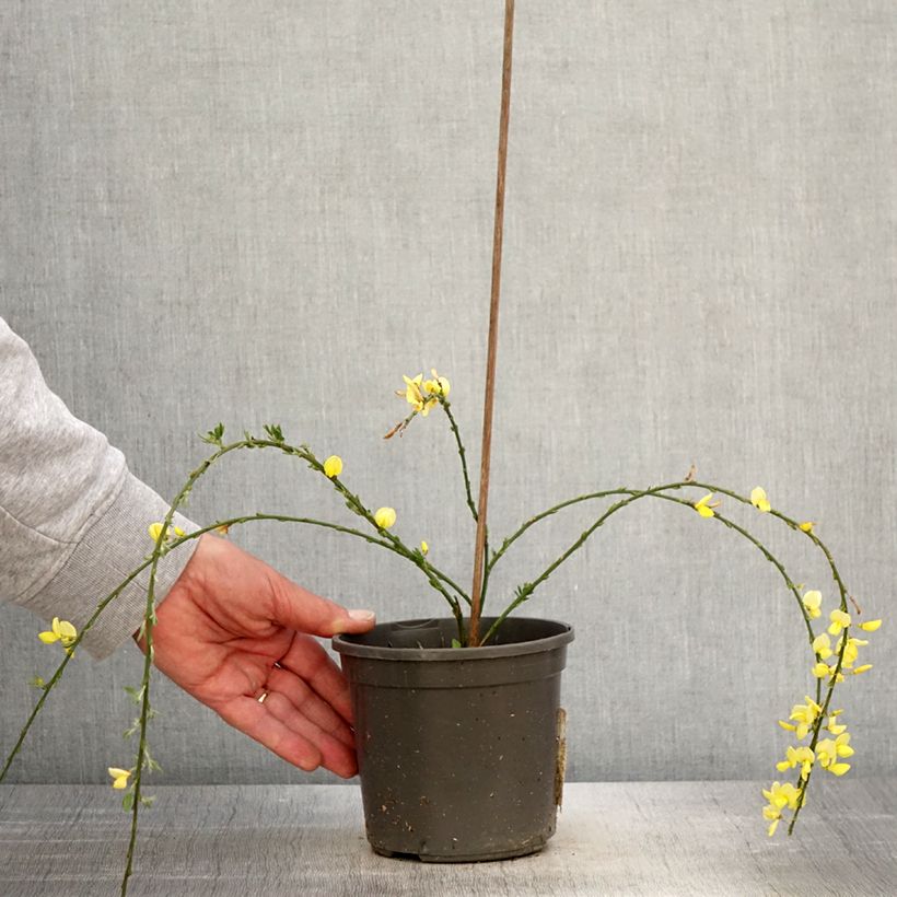 Example of Genêt rampant - Cytisus kewensis Pot de 2L/3L as you get in printemps
