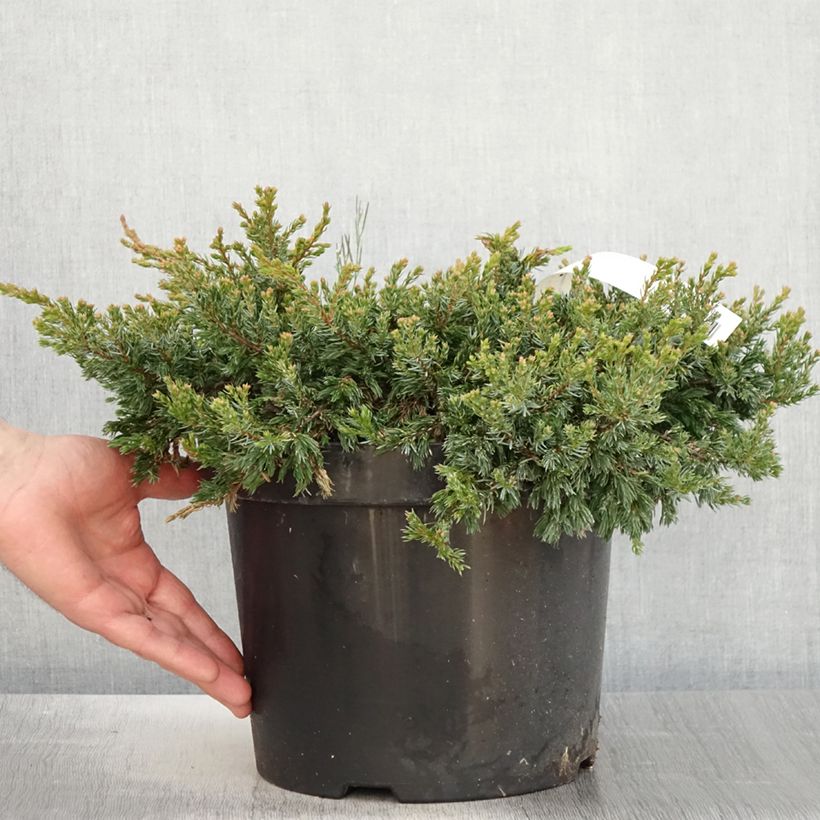 Example of Genévrier commun - Juniperus communis Goldschatz Pot de 7,5L/10L as you get in printemps