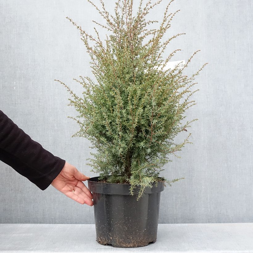 Example of Genévrier commun - Juniperus communis Hibernica Pot de 7,5L/10L as you get in printemps