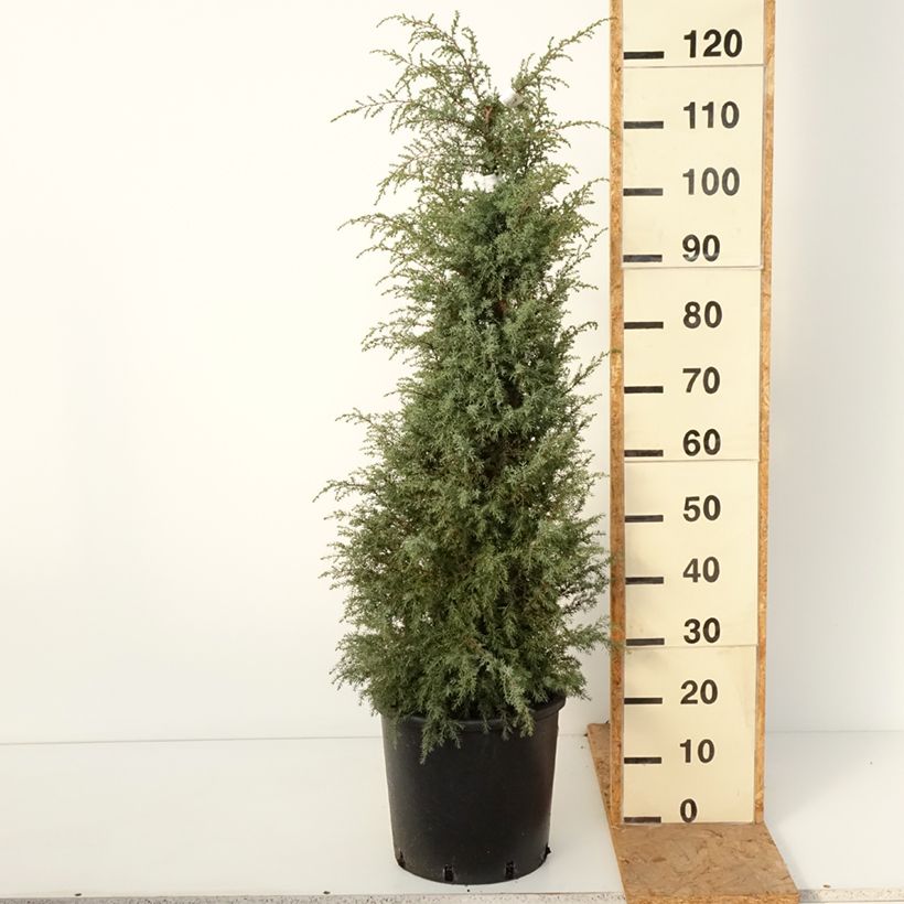 Spécimen de Genévrier commun - Juniperus communis Pyramidalis Pot de 12L/15L tel que livré en automne