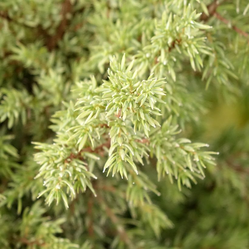 Genévrier commun - Juniperus communis Pyramidalis (Foliage)