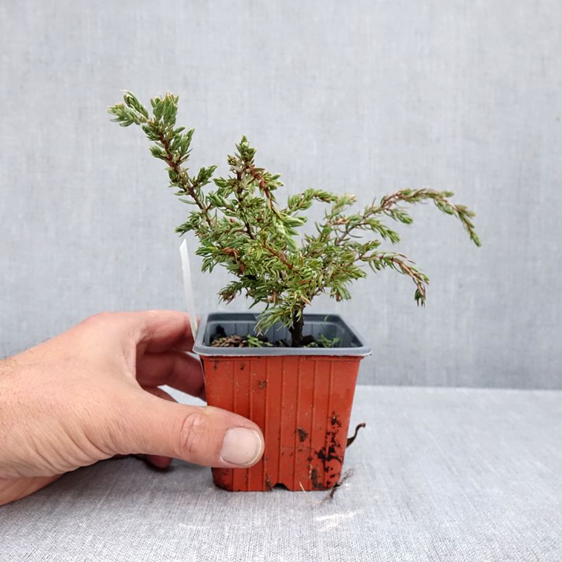 Spécimen de Genévrier commun - Juniperus communis Repanda Godet de 8/9 cm tel que livré en automne