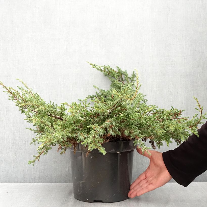 Spécimen de Genévrier commun - Juniperus communis Repanda Pot de 7,5L/10L tel que livré en automne
