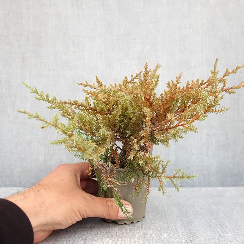 Spécimen de Genévrier de Pfitzer Compact - Juniperus pfitzeriana Compacta Godet de 8/9 cm tel que livré en automne
