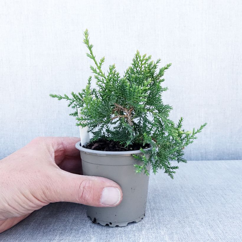 Example of Genévrier de Pfitzer Compact - Juniperus pfitzeriana Compacta Godet de 8/9 cm as you get in printemps