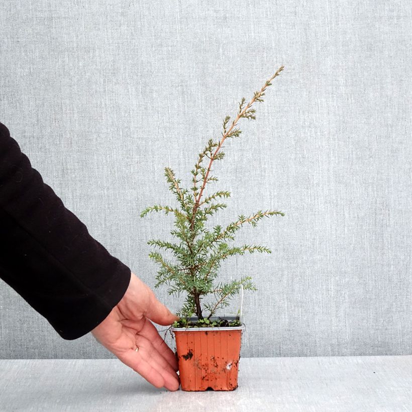 Example of Genévrier de Suède - Juniperus communis Suecica Godet de 8/9 cm as you get in printemps