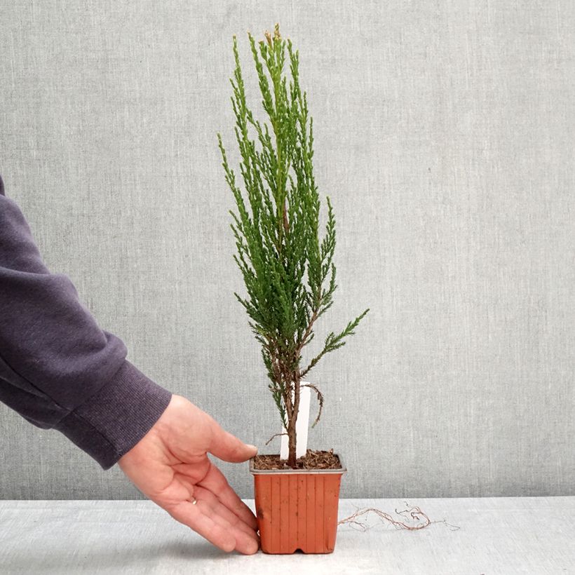 Spécimen de Genévrier de Virginie -Juniperus scopulorum Blue Arrow Godet de 8/9 cm tel que livré au printemps