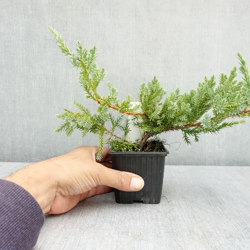 Spécimen de Genévrier écailleux - Juniperus squamata Blue Carpet Godet de 7/8 cm tel que livré en été
