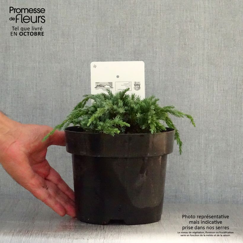 Spécimen de Genévrier écailleux - Juniperus squamata Blue Spider Pot de 2L/3L tel que livré en automne