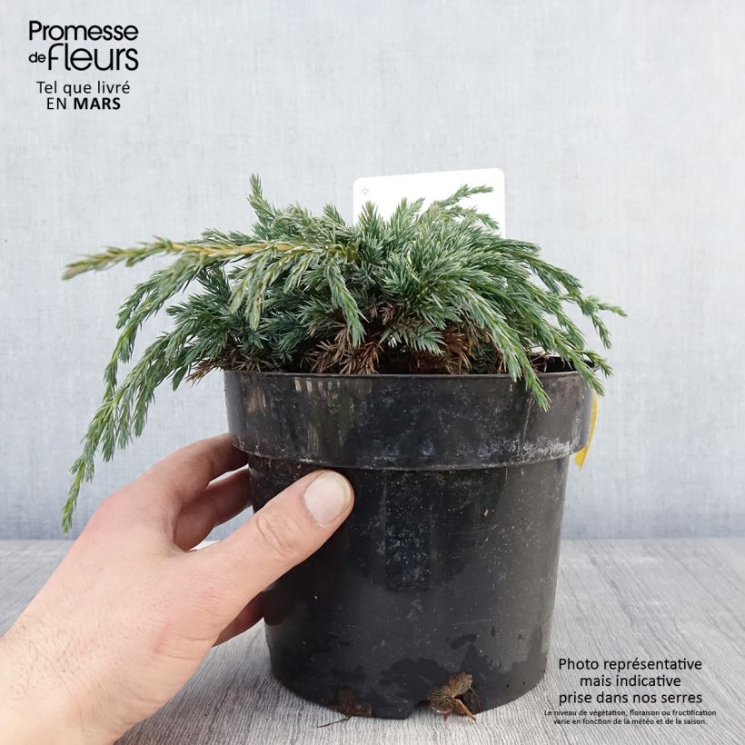 Example of Genévrier écailleux - Juniperus squamata Blue Spider Pot de 2L/3L as you get in printemps