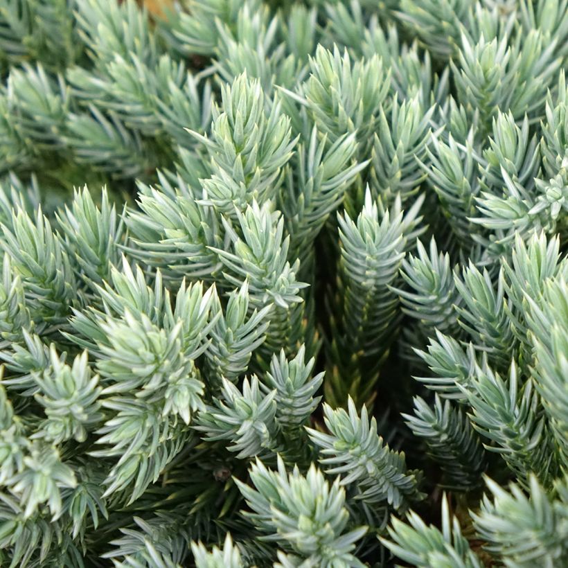 Genévrier écailleux - Juniperus squamata Blue Spider (Foliage)