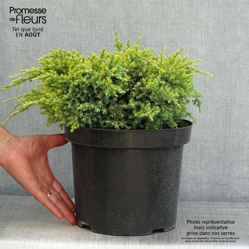 Spécimen de Genévrier écailleux - Juniperus squamata Dream Joy Pot de 7,5L/10L tel que livré en été