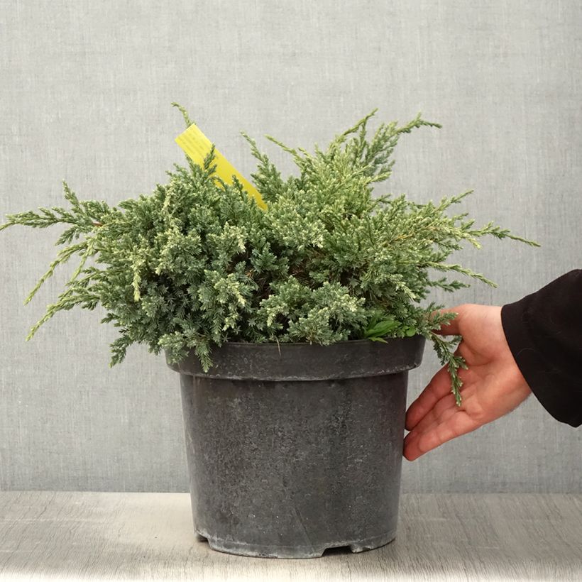 Example of Genévrier écailleux - Juniperus squamata Dream Joy Pot de 7,5L/10L as you get in printemps