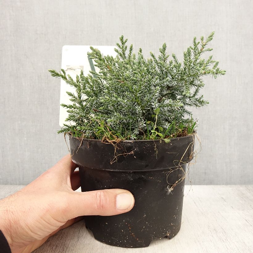 Spécimen de Genévrier écailleux - Juniperus squamata Tropical Blue Pot de 2L/3L tel que livré au printemps