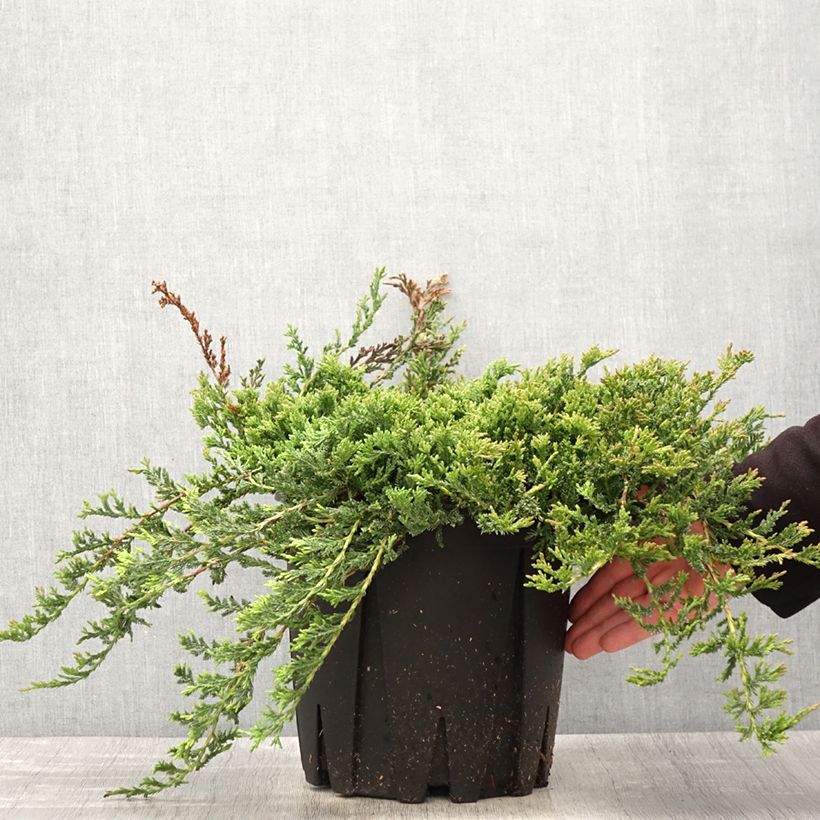 Example of Genévrier horizontal - Juniperus horizontalis Prince Of Wales Pot de 7,5L/10L as you get in printemps